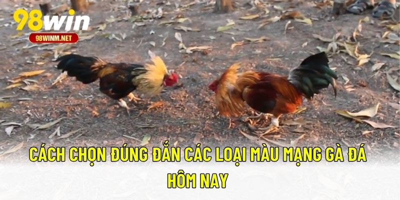 Màu Mạng Đá Gà - Bí Quyết Chọn Chiến Kê Hợp Phong Thủy 3 Cách chọn đúng đắn các loại màu mạng gà đá hôm nay