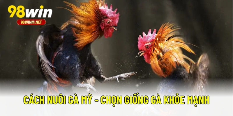 Cách Nuôi Gà Mỹ Chuẩn Sư Kê - Hướng Dẫn Chi Tiết Từ A Đến Z 1 Cách nuôi gà Mỹ - Chọn giống gà khỏe mạnh