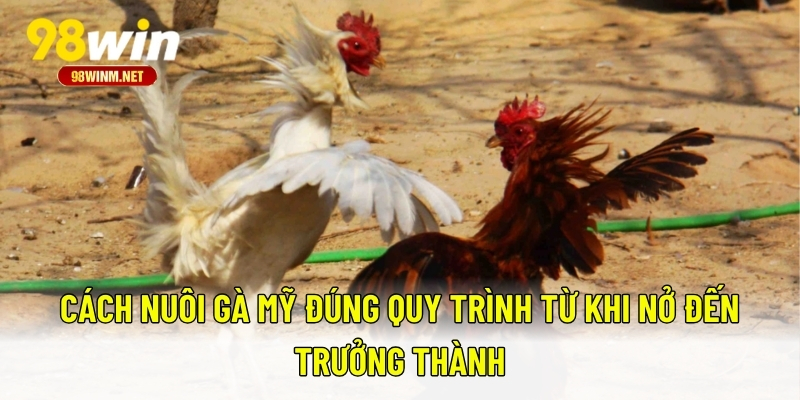 Cách Nuôi Gà Mỹ Chuẩn Sư Kê - Hướng Dẫn Chi Tiết Từ A Đến Z 2 Cách nuôi gà Mỹ đúng quy trình từ khi nở đến trưởng thành
