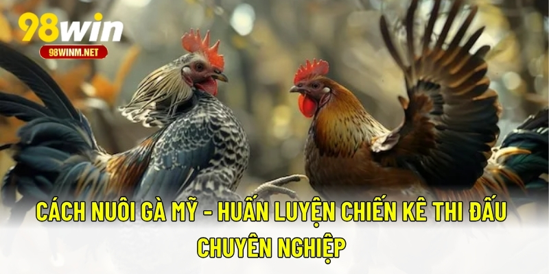 Cách Nuôi Gà Mỹ Chuẩn Sư Kê - Hướng Dẫn Chi Tiết Từ A Đến Z 3 Cách nuôi gà Mỹ - Huấn luyện chiến kê thi đấu chuyên nghiệp