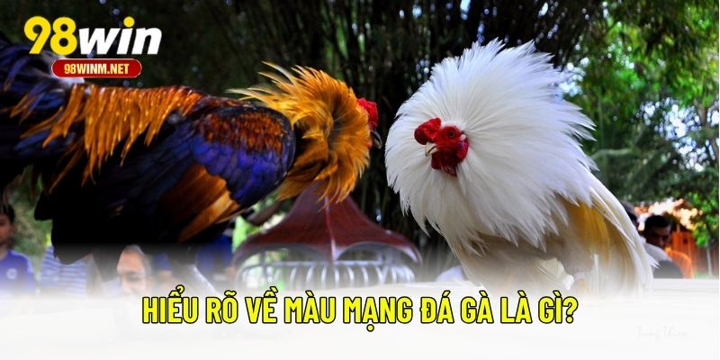 Màu Mạng Đá Gà - Bí Quyết Chọn Chiến Kê Hợp Phong Thủy 1 Hiểu rõ về màu mạng đá gà là gì?