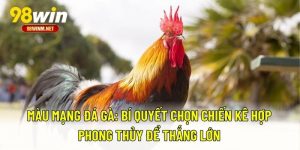 Màu Mạng Đá Gà - Bí Quyết Chọn Chiến Kê Hợp Phong Thủy 1 Màu Mạng Đá Gà - Bí Quyết Chọn Chiến Kê Hợp Phong Thủy