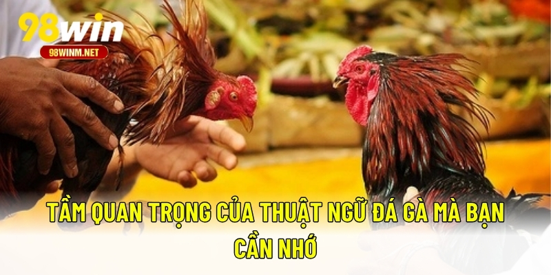 Thuật Ngữ Đá Gà - Tất Tần Tật Thuật Ngữ Mà Kê Thủ Nên Biết 2 Tầm quan trọng của thuật ngữ đá gà mà bạn cần nhớ