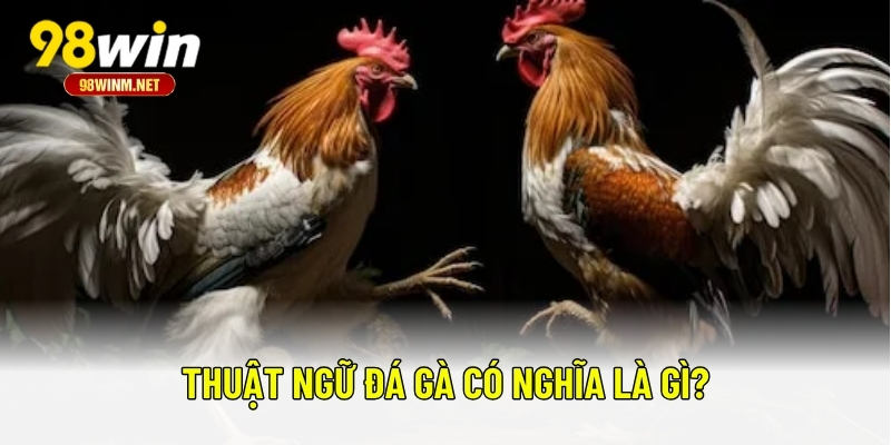 Thuật Ngữ Đá Gà - Tất Tần Tật Thuật Ngữ Mà Kê Thủ Nên Biết 1 Thuật ngữ đá gà có nghĩa là gì?
