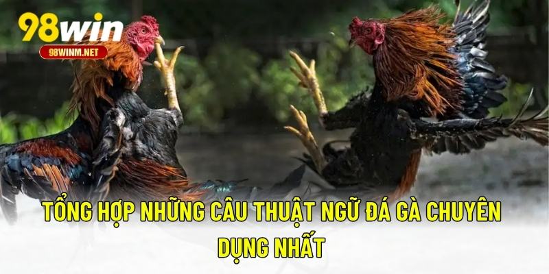 Thuật Ngữ Đá Gà - Tất Tần Tật Thuật Ngữ Mà Kê Thủ Nên Biết 3 Tổng hợp những câu thuật ngữ đá gà chuyên dụng nhất
