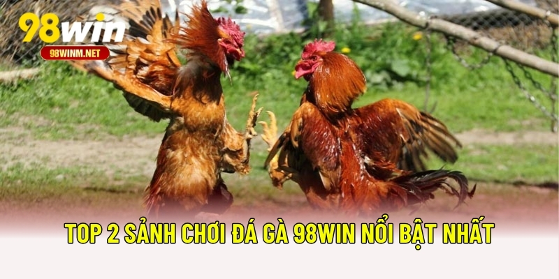 Top 2 sảnh chơi đá gà 98WIN nổi bật nhất