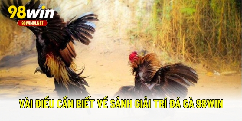 Vài điều cần biết về sảnh giải trí đá gà 98WIN